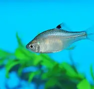 关于併覌*暁鲝`/